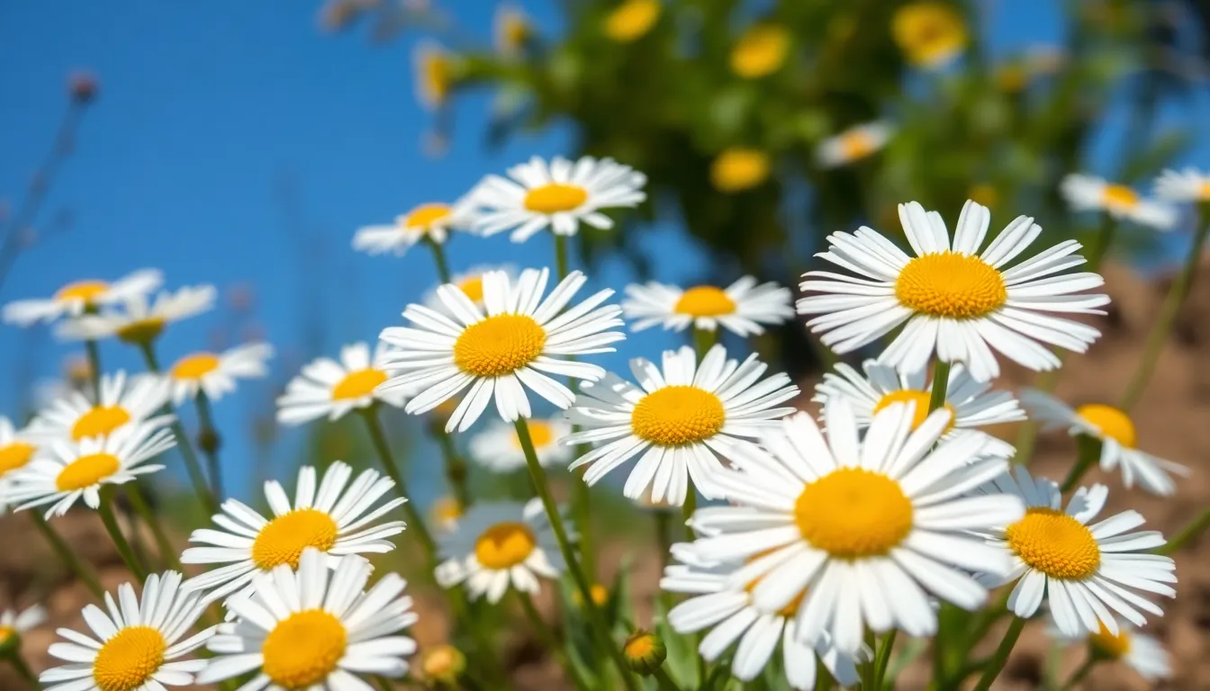 15 Beautiful Flowers That Look Like Daisies (Plus Growing Tips for Each) 5