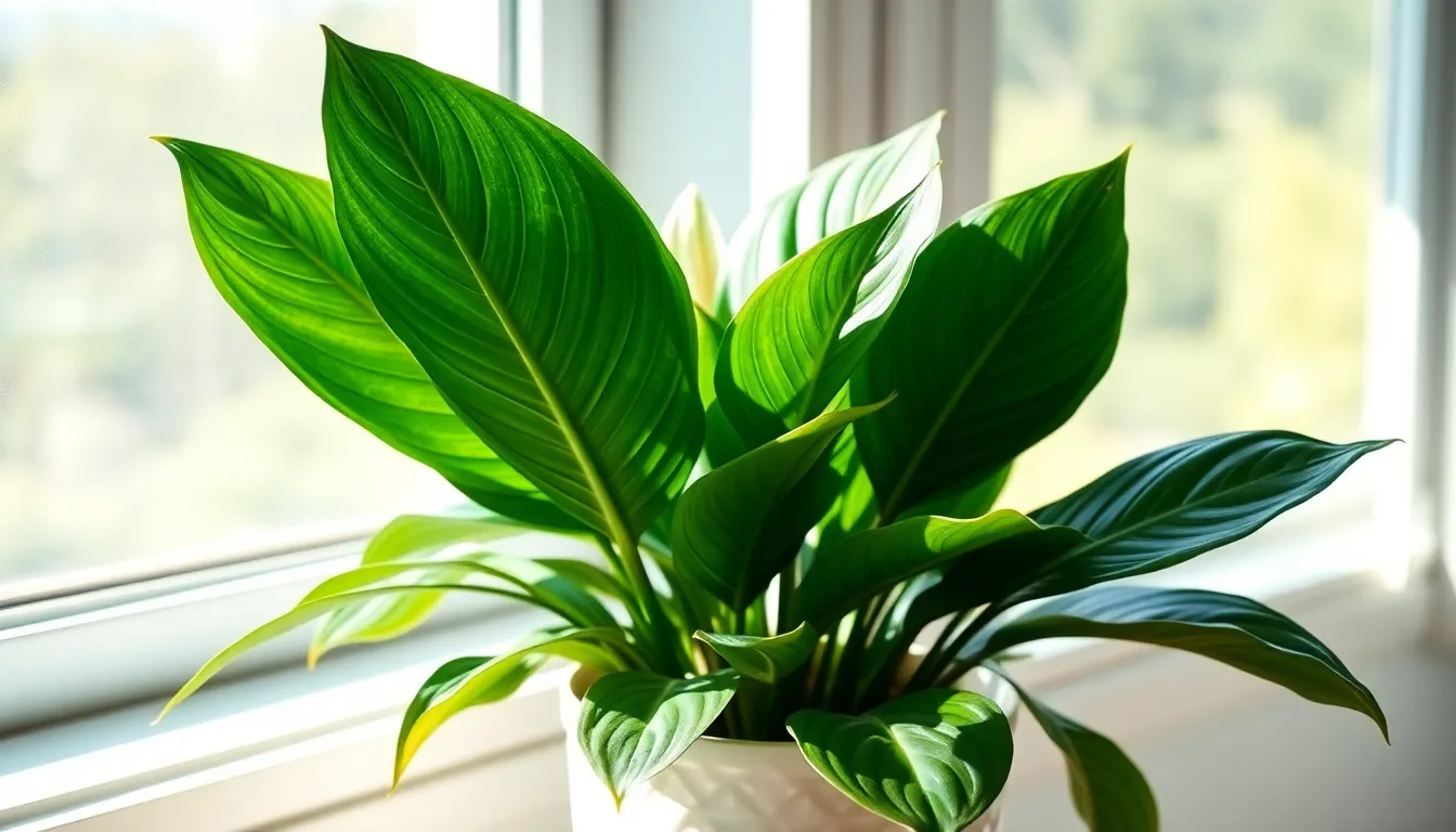 How Long Do Peace Lilies Live? Complete Guide to Peace Lily Lifespan 6 How Long Do Peace Lilies Live? Complete Guide to Peace Lily Lifespan 5
