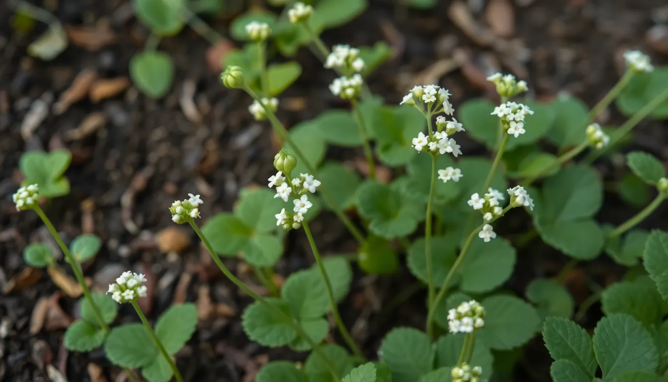 10 Common Weeds with White Flowers (+ How to Get Rid of Them for Good) 8 10 Common Weeds with White Flowers (+ How to Get Rid of Them for Good) 7