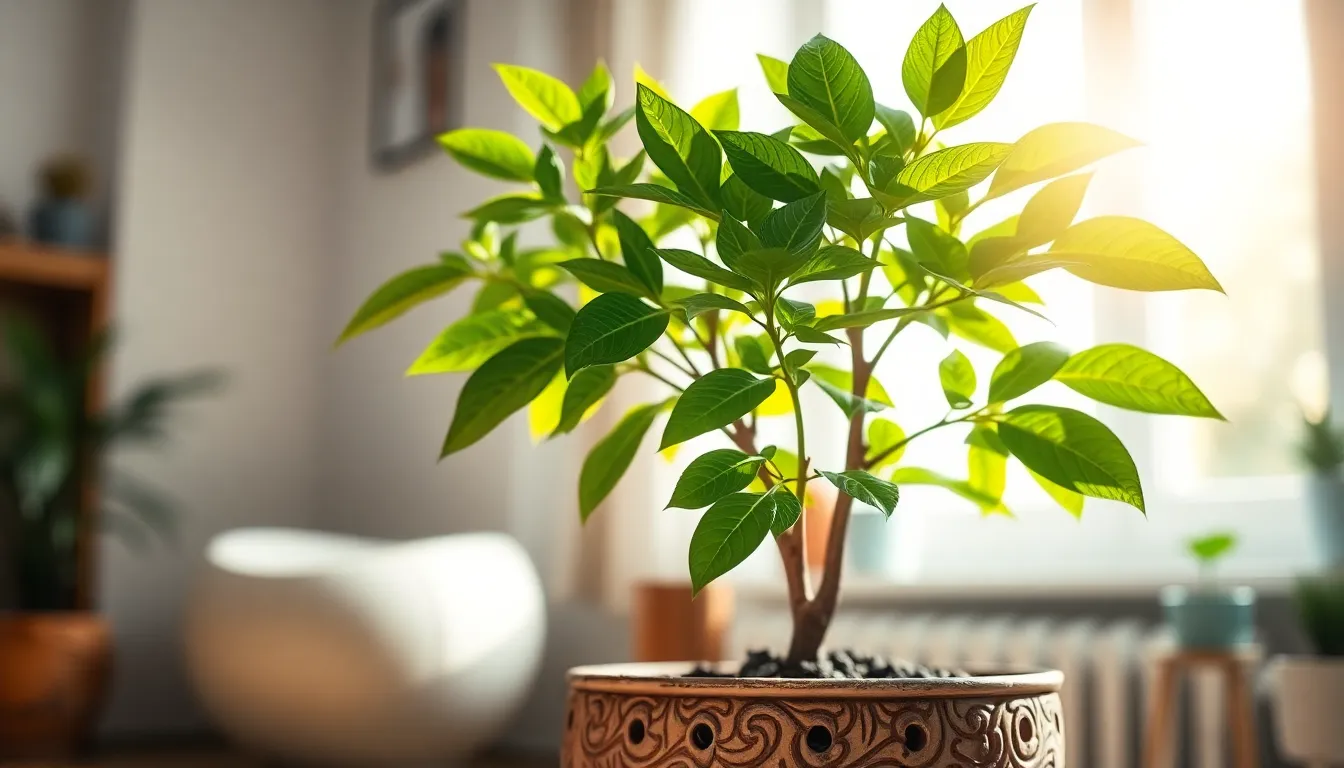 How to Water Your Money Tree: Complete Guide to Avoid Root Rot & Yellowing Leaves 10 How to Water Your Money Tree: Complete Guide to Avoid Root Rot & Yellowing Leaves 9