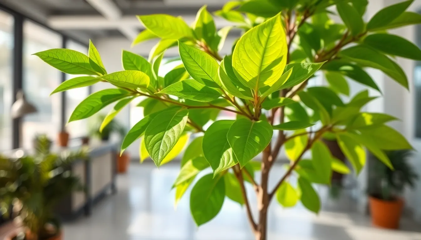 How to Water Your Money Tree: Complete Guide to Avoid Root Rot & Yellowing Leaves 16 How to Water Your Money Tree: Complete Guide to Avoid Root Rot & Yellowing Leaves 15