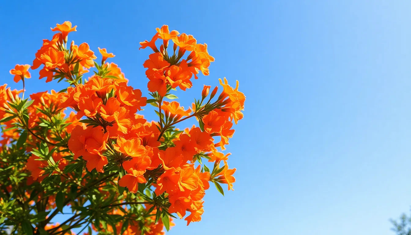 15 Stunning Orange Flowering Trees That Will Transform Your Garden Year-Round 16 15 Stunning Orange Flowering Trees That Will Transform Your Garden Year-Round 15