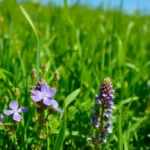 X0OOaVs6gylNBKJ yDGMF