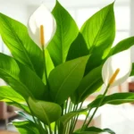 ZLCzDvjZkf8fKbDi35PhK