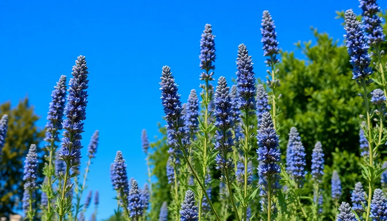 15 Stunning Blue Flowering Trees That Will Transform Your Garden Into Paradise 2 15 Stunning Blue Flowering Trees That Will Transform Your Garden Into Paradise 1