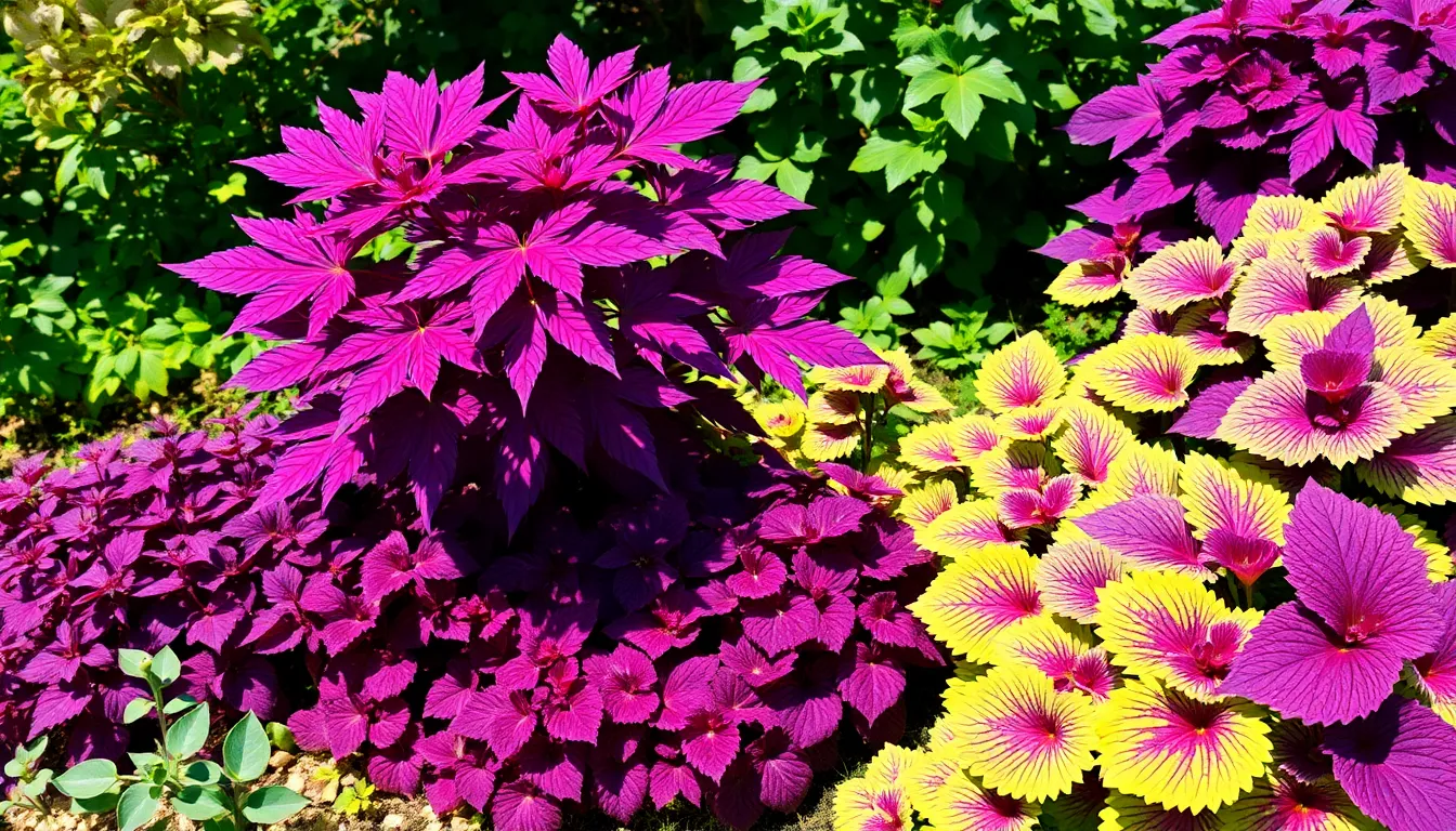 15 Stunning Purple Leaf Plants That Will Transform Your Garden Into a Masterpiece 1