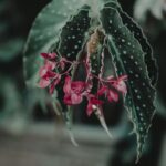 begonia plant care steps
