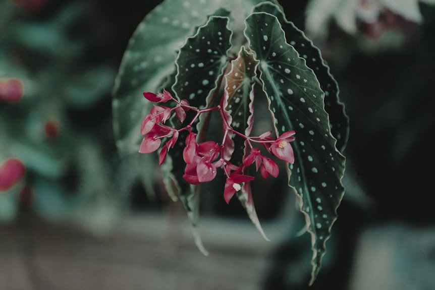 begonia plant care steps