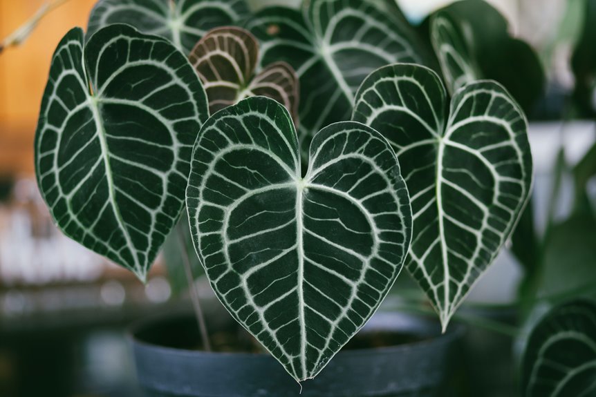 calathea care comprehensive guide