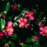 camellia plant care guide details