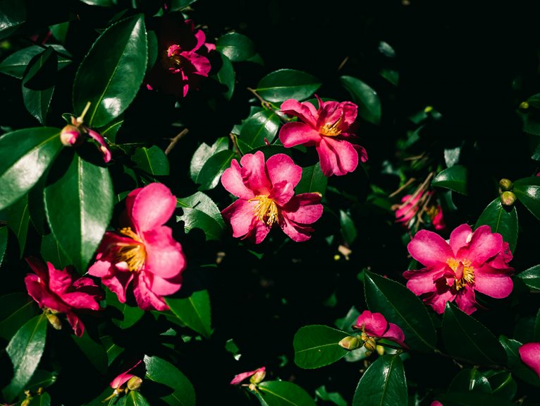 camellia plant care guide details