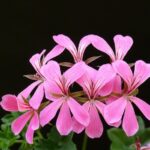 care for geranium plant properly