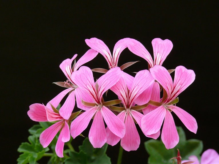 care for geranium plant properly