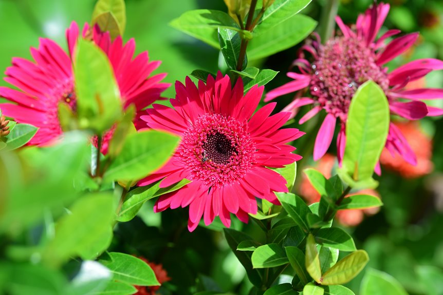 care for gerbera daisies tips