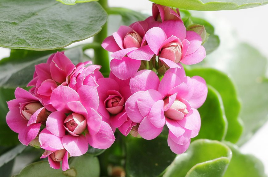 care for kalanchoe plant