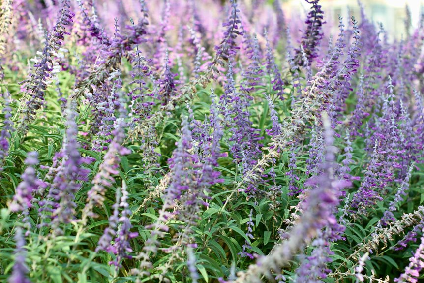care tips for salvias