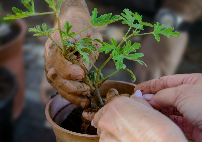 caring tips for citronella plant