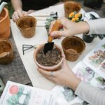 chrysanthemum plant care guide