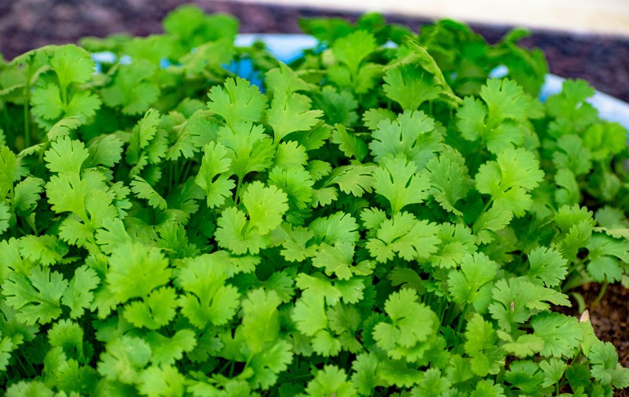 cilantro plant care guide steps