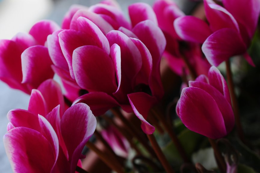 cyclamen plant care steps
