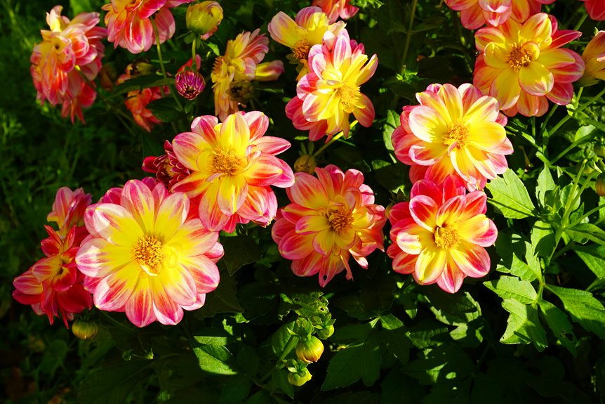 from scratch design flower garden
