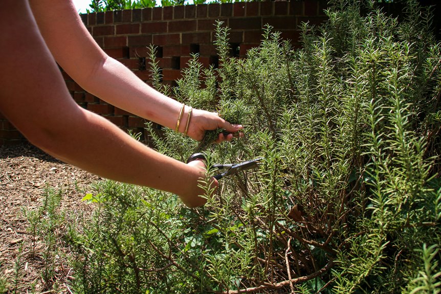 indoor rosemary plant care five steps