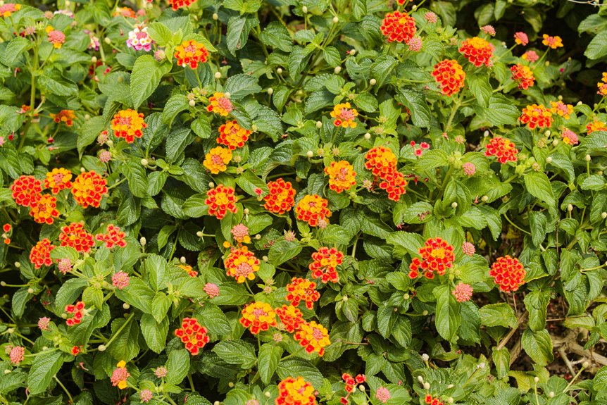 lantana plant care guide