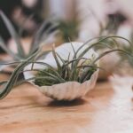low maintenance air plant care