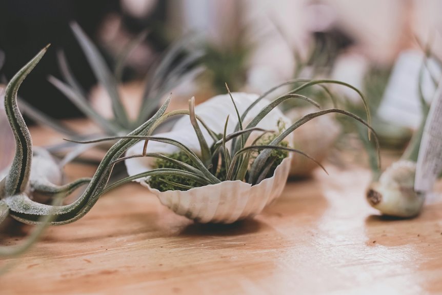 low maintenance air plant care