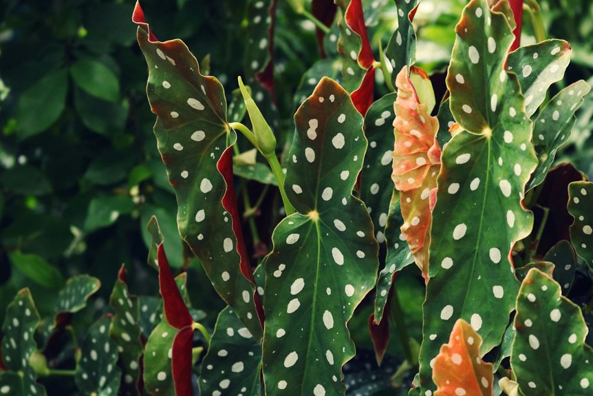 polka dot plant care guidance