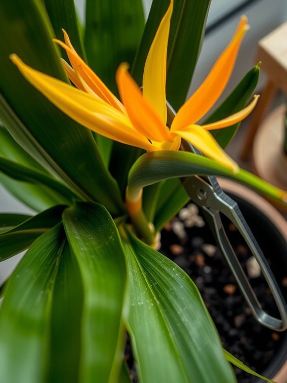 regular pruning for dead leaves and damaged stems