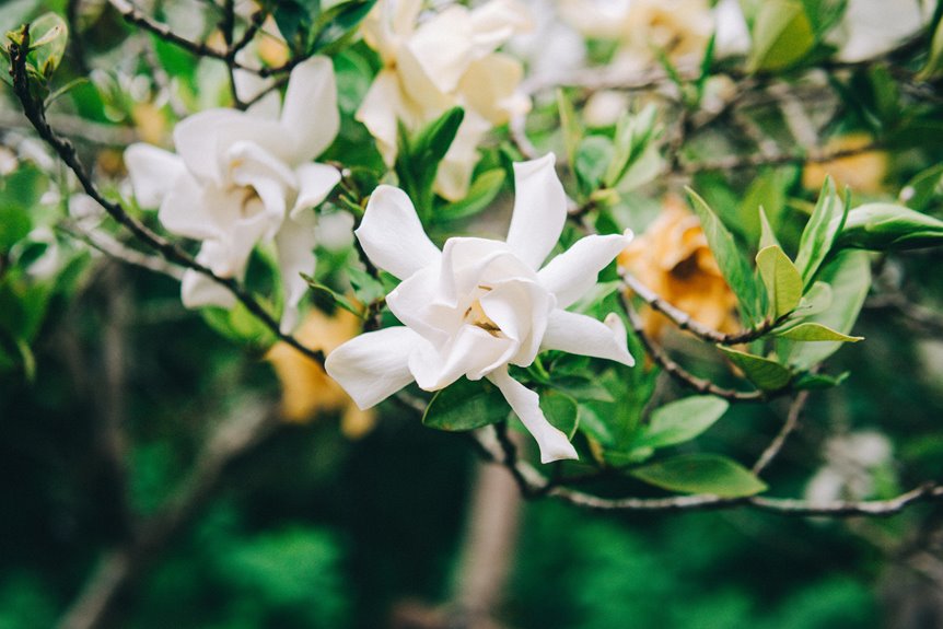 three step gardenia care guidance