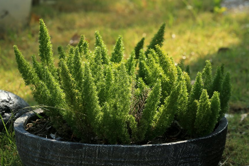 three steps plant and care asparagus
