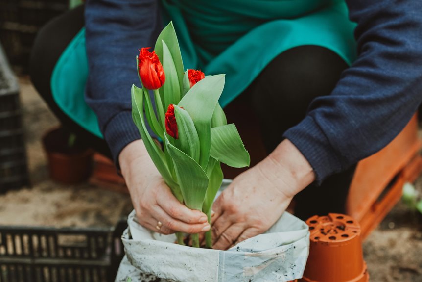 tulip plant care steps